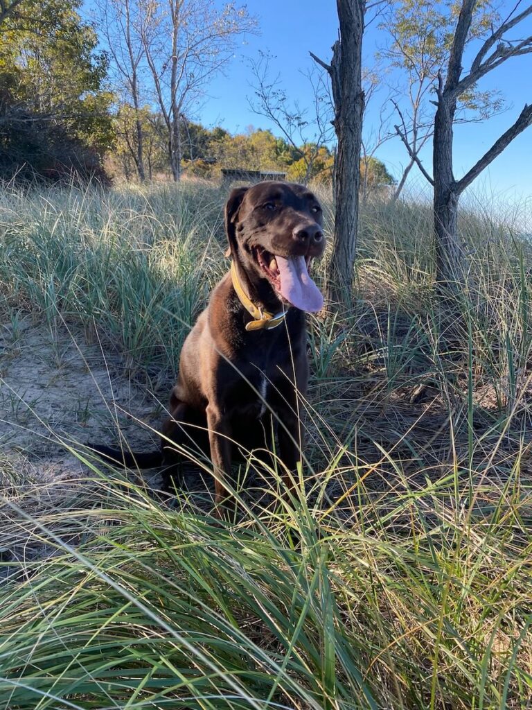 A brown dog sitting in grass.